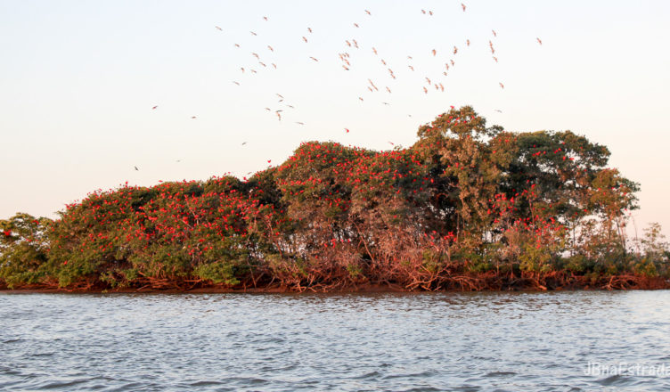 Brasil - Piaui - Delta do Parnaiba - Revoada dos Guaras