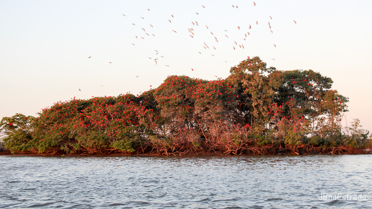 Brasil - Piaui - Delta do Parnaiba - Revoada dos Guaras
