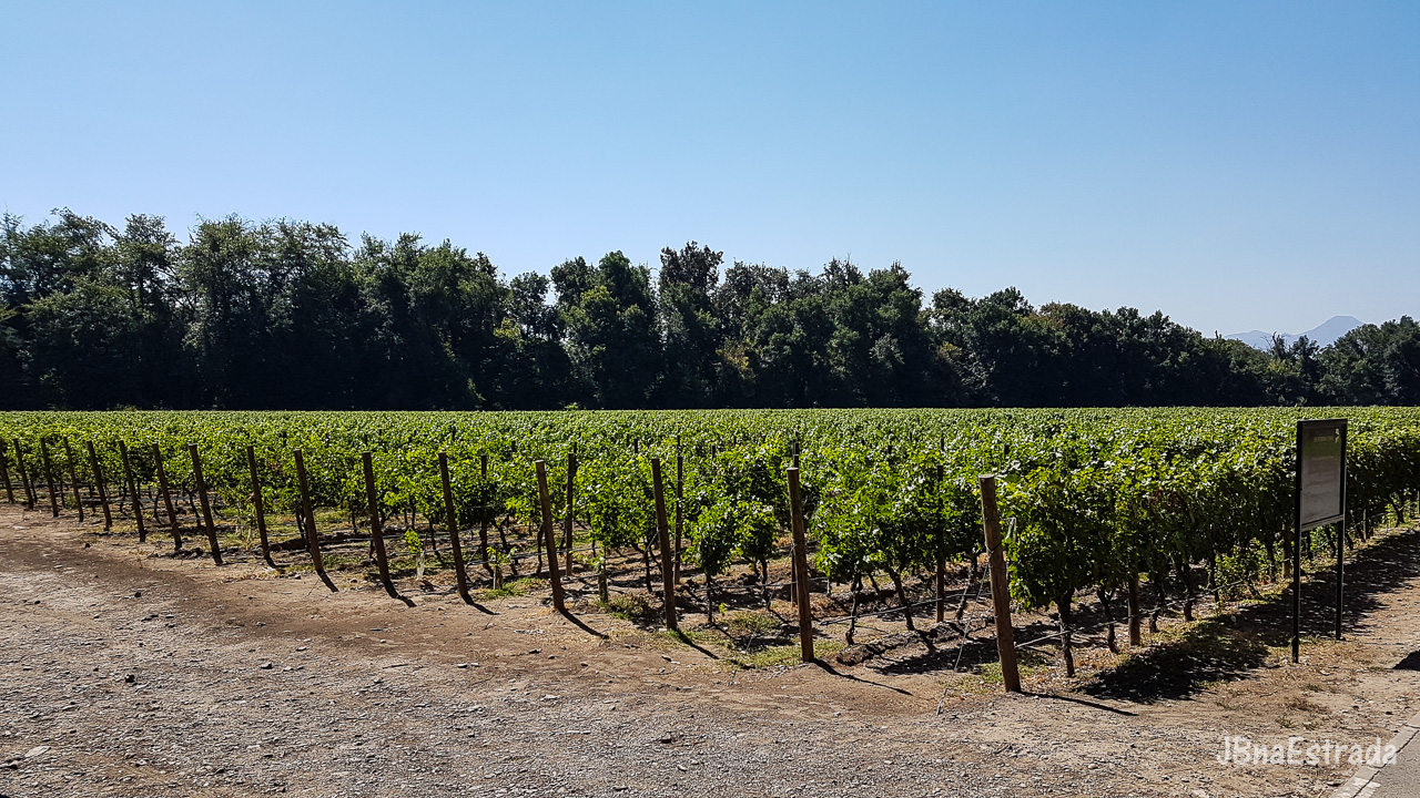 Chile - Santiago - Vina Cousino-Macul
