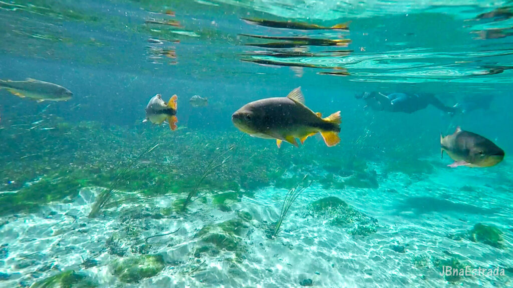 Brasil - Mato Grosso do Sul - Bonito - Barra do Rio Sucuri