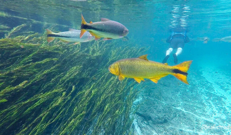 Brasil - Mato Grosso do Sul - Bonito - Barra do Rio Sucuri