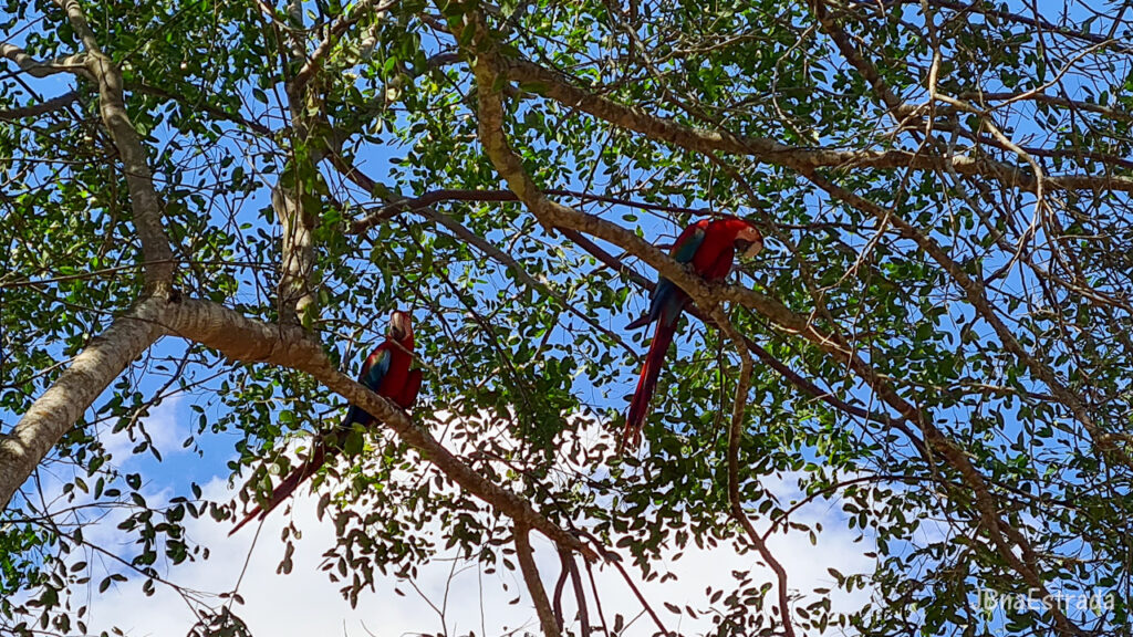 Brasil - Mato Grosso do Sul - Bonito - Arara-vermelha