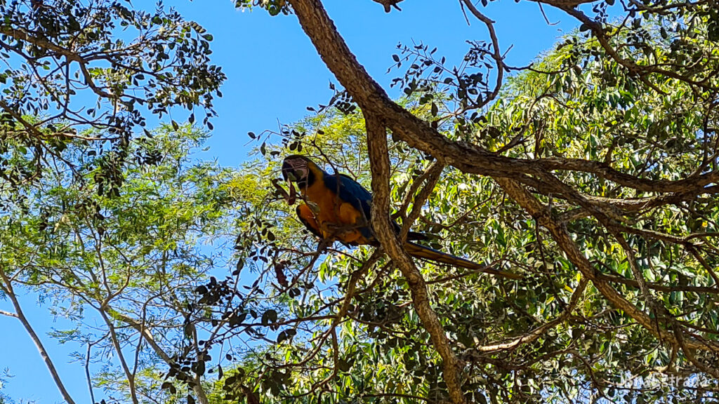 Brasil - Mato Grosso do Sul - Bonito - Estancia Mimosa