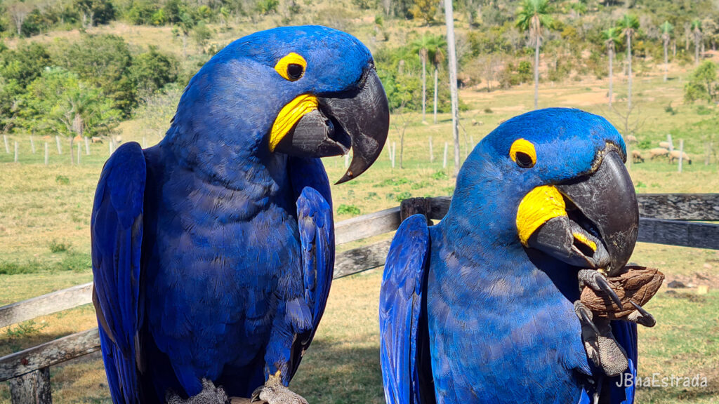 Brasil - Mato Grosso do Sul - Bonito - Rio do Peixe - Arara-azul-grande