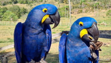 Brasil - Mato Grosso do Sul - Bonito - Rio do Peixe - Arara-azul-grande