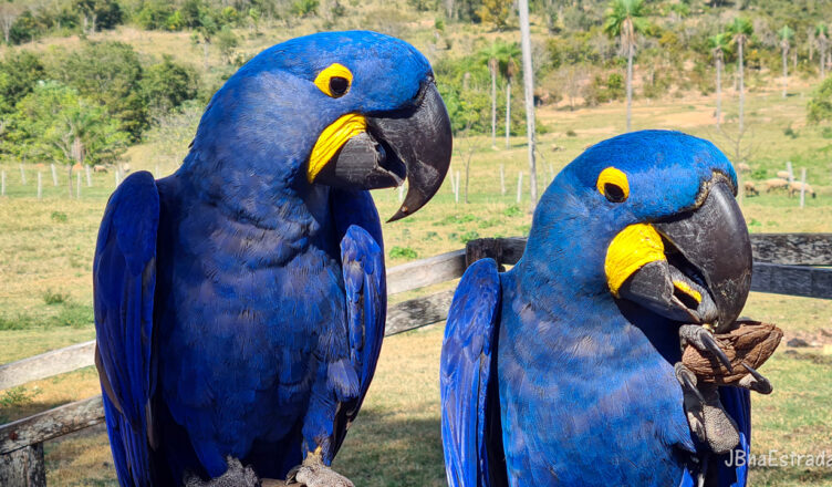 Brasil - Mato Grosso do Sul - Bonito - Rio do Peixe - Arara-azul-grande