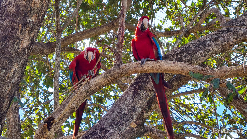 Brasil - Mato Grosso do Sul - Bonito - Arara-vermelha-grande