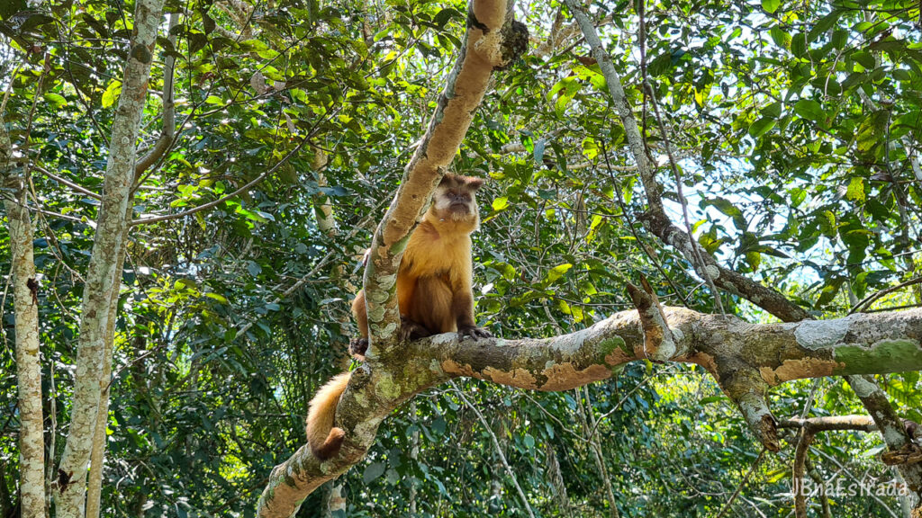 Brasil - Mato Grosso do Sul - Bonito - Macaco-prego