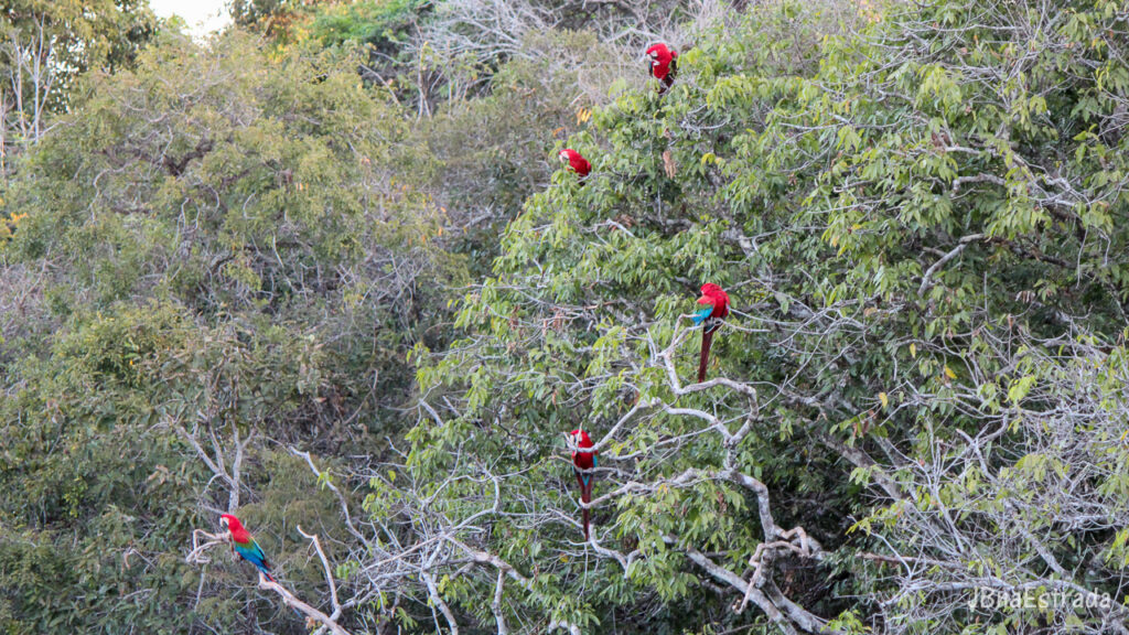 Brasil - Mato Grosso do Sul - Jardim - Buraco das Araras - Arara-vermelha-grande