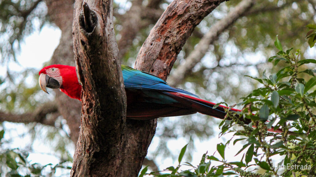 Brasil - Mato Grosso do Sul - Jardim - Buraco das Araras - Arara-vermelha-grande