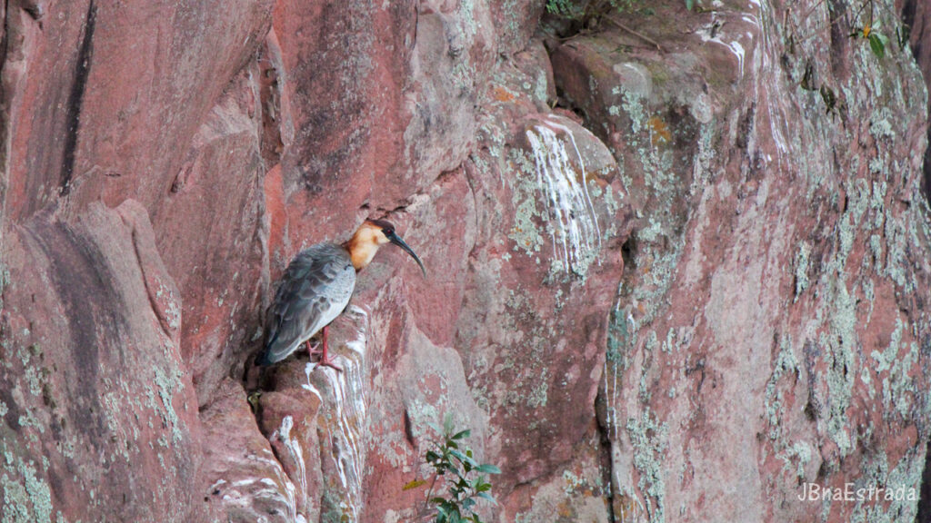Brasil - Mato Grosso do Sul - Jardim - Buraco das Araras - Curicaca