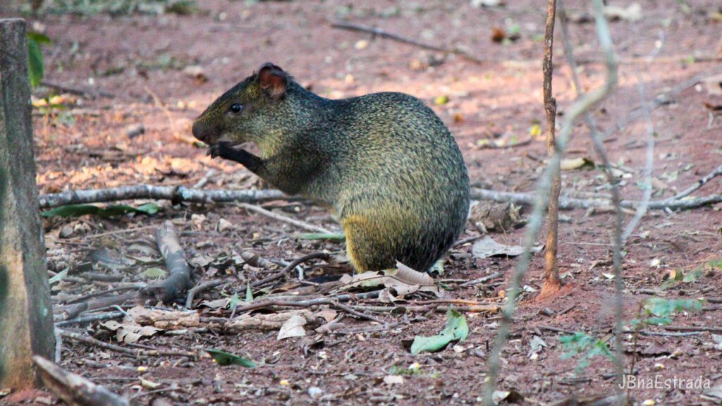 Brasil - Mato Grosso do Sul - Jardim - Buraco das Araras - Cutia