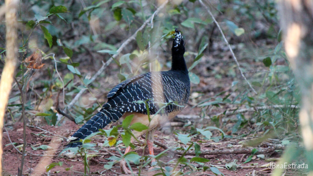 Brasil - Mato Grosso do Sul - Jardim - Buraco das Araras - Mutum-de-penacho