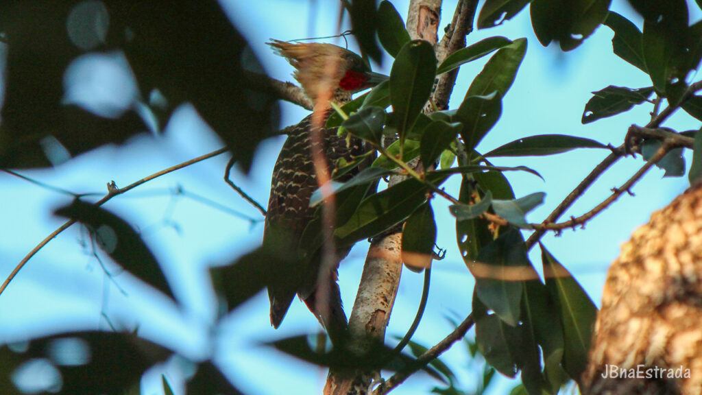 Brasil - Mato Grosso do Sul - Jardim - Buraco das Araras - Pica-pau-louro