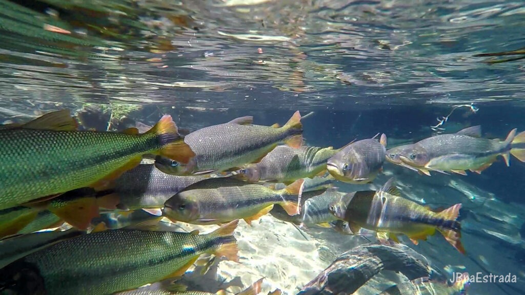 Brasil - Mato Grosso do Sul - Jardim - Recanto Ecologico Rio da Prata