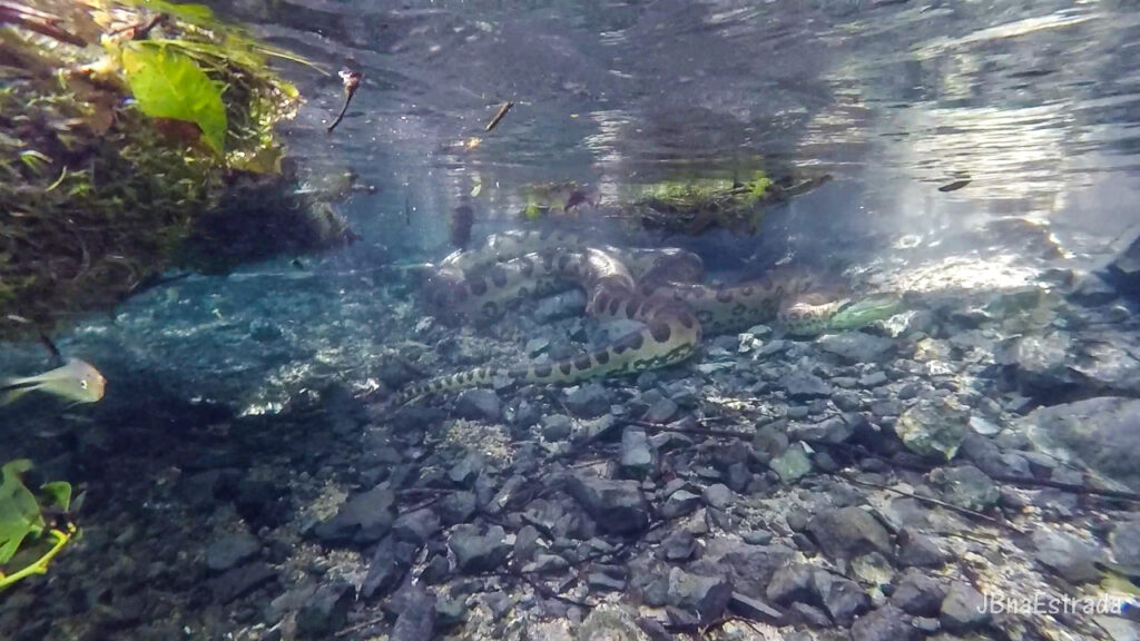 Brasil - Mato Grosso do Sul - Jardim - Recanto Ecologico Rio da Prata