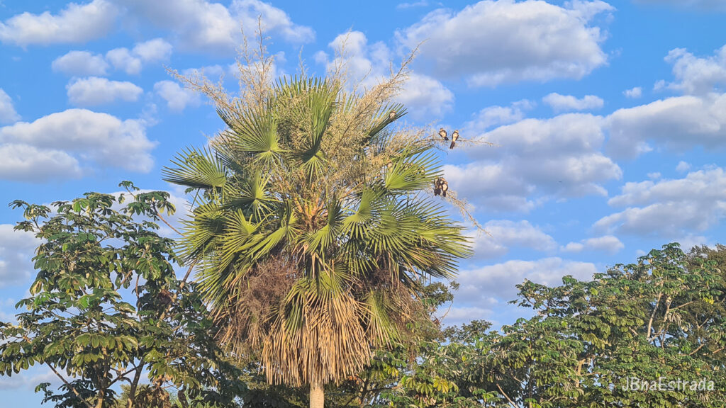 Brasil - Mato Grosso do Sul - Miranda - Fazenda San Francisco (Pantanal)