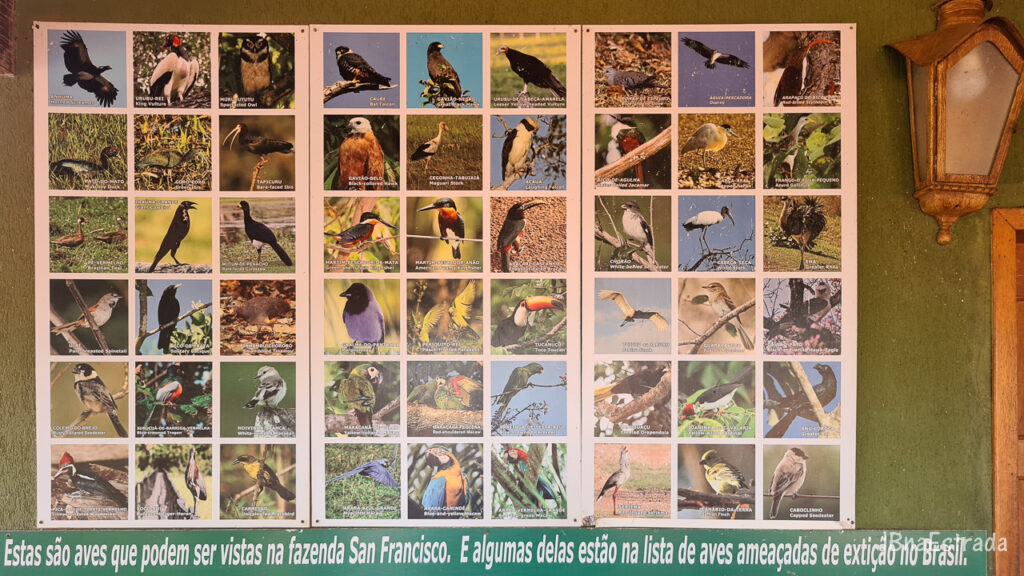 Brasil - Mato Grosso do Sul - Miranda - Fazenda San Francisco (Pantanal)