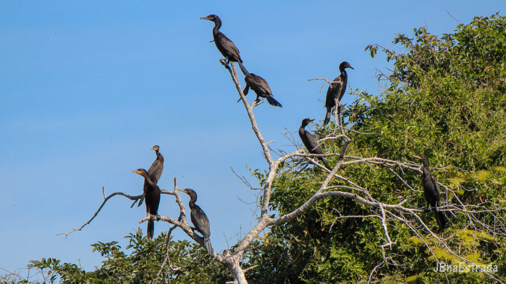 Brasil - Mato Grosso do Sul - Miranda - Fazenda San Francisco (Pantanal) - Biguas