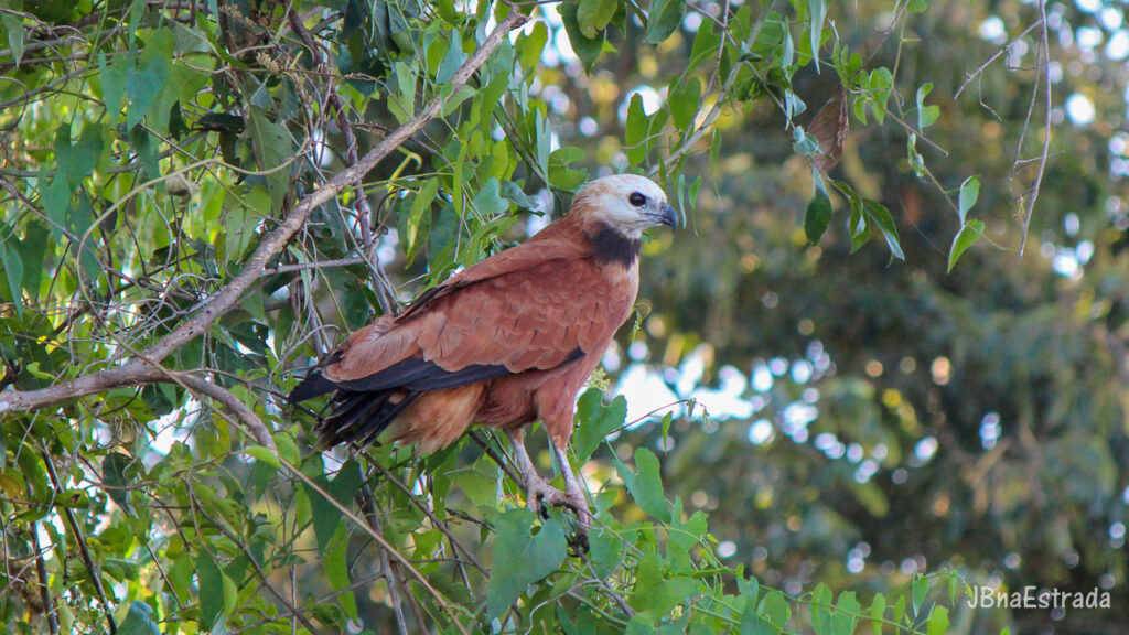 Brasil - Mato Grosso do Sul - Miranda - Fazenda San Francisco (Pantanal) - Gavião-belo