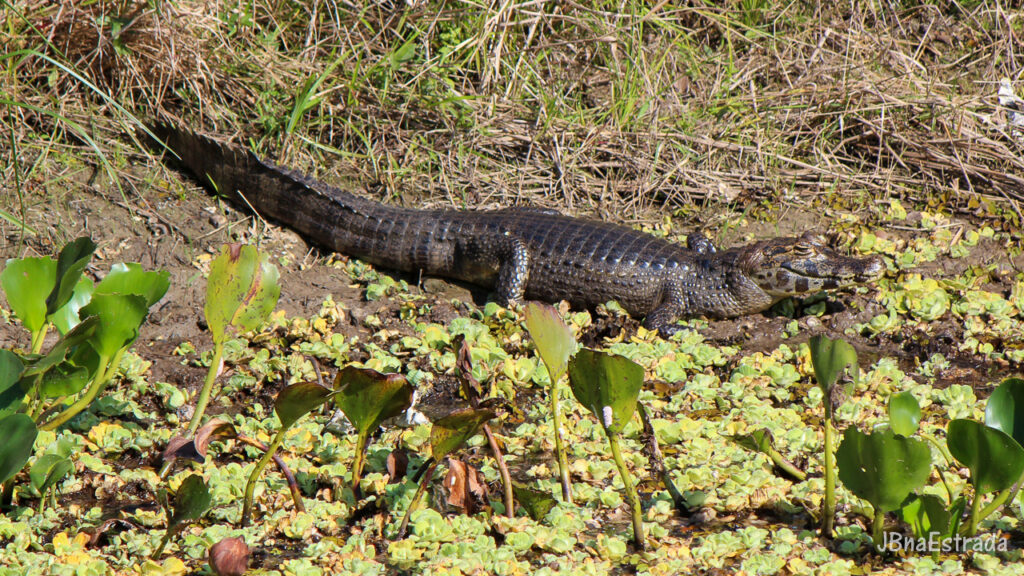 Brasil - Mato Grosso do Sul - Miranda - Fazenda San Francisco (Pantanal) - Jacaré-do-pantanal