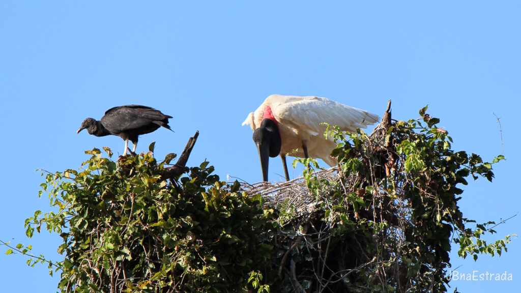 Brasil - Mato Grosso do Sul - Miranda - Fazenda San Francisco (Pantanal) - Tuiuiú