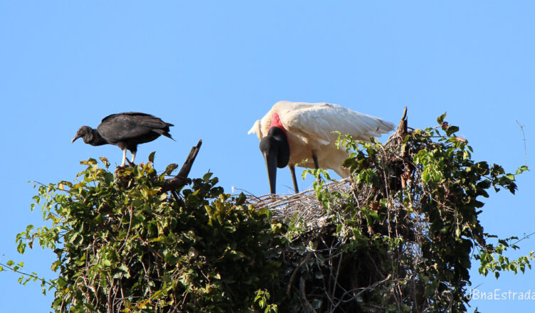 Brasil - Mato Grosso do Sul - Miranda - Fazenda San Francisco (Pantanal) - Tuiuiú