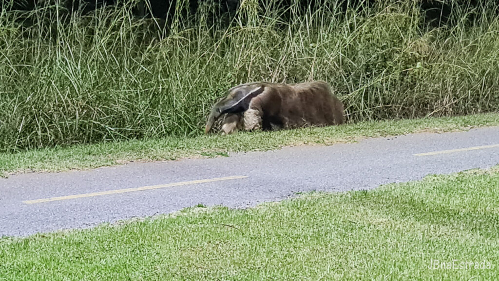 Brasil - Mato Grosso do Sul - Trajeto entre Jardim e Bonito - Tamandua-bandeira