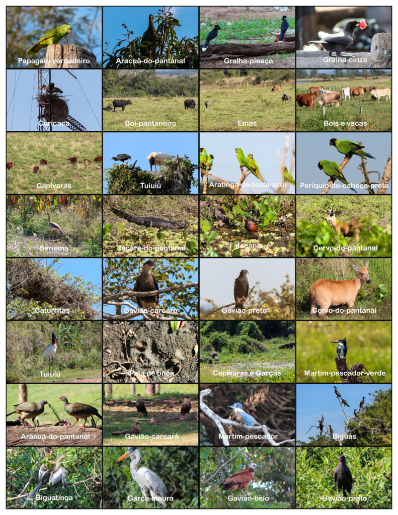 Brasil - Mato Grosso do Sul - Miranda - Fazenda San Francisco (Pantanal)