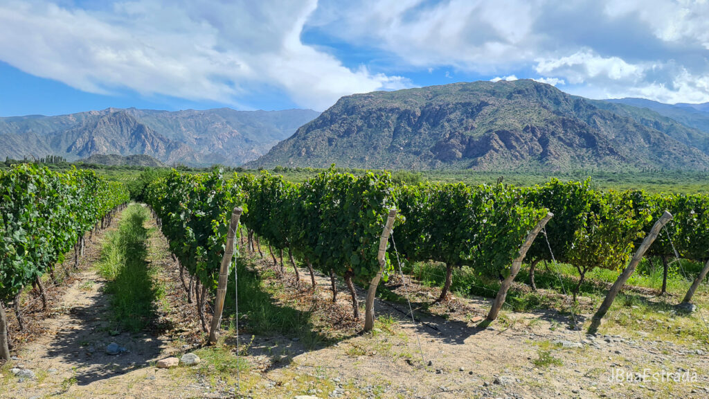 Argentina - Cafayate - Bodega Piattelli