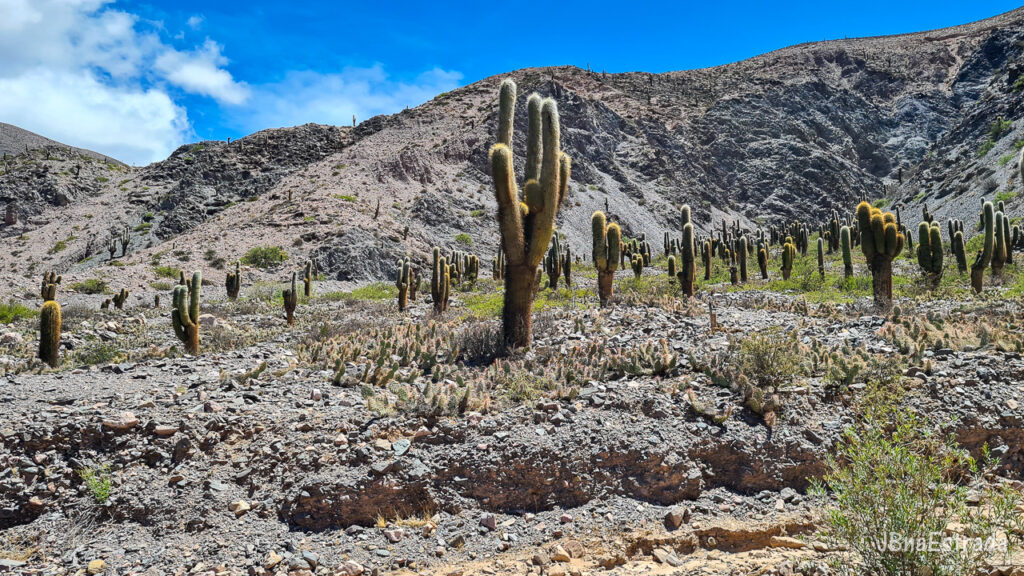 Argentina - Jujuy - Cuesta de Lipan