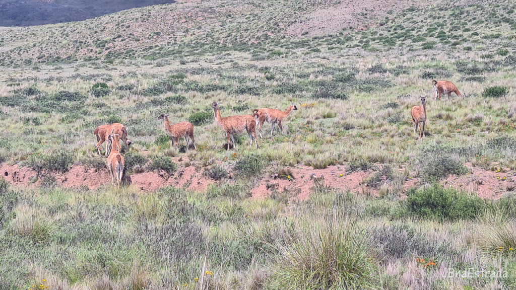Argentina - Salta - Parque Nacional Los Cardones
