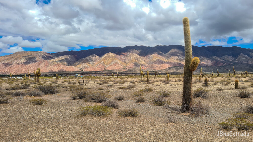 Argentina - Salta - Parque Nacional Los Cardones
