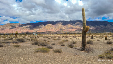 Argentina - Salta - Parque Nacional Los Cardones