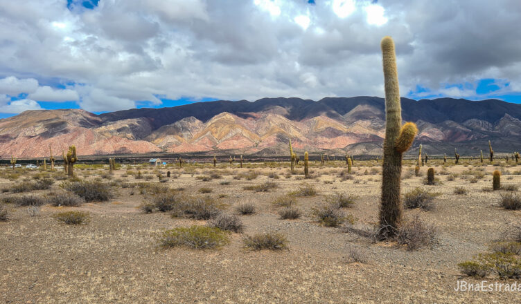 Argentina - Salta - Parque Nacional Los Cardones
