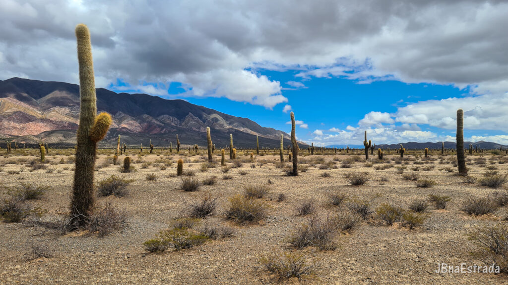 Argentina - Salta - Parque Nacional Los Cardones