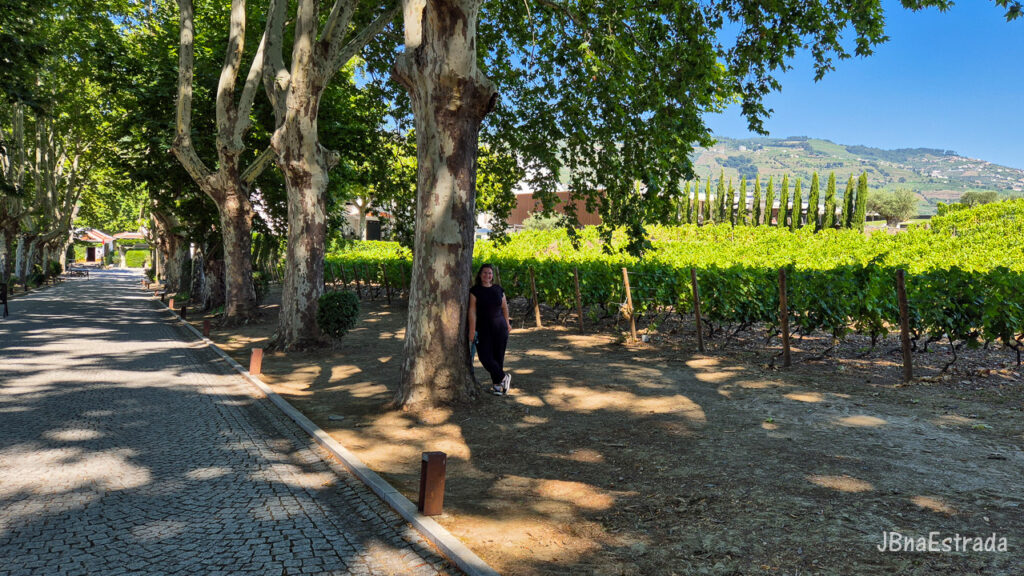 Portugal - Vale do Rio Douro - Quinta da Pacheca