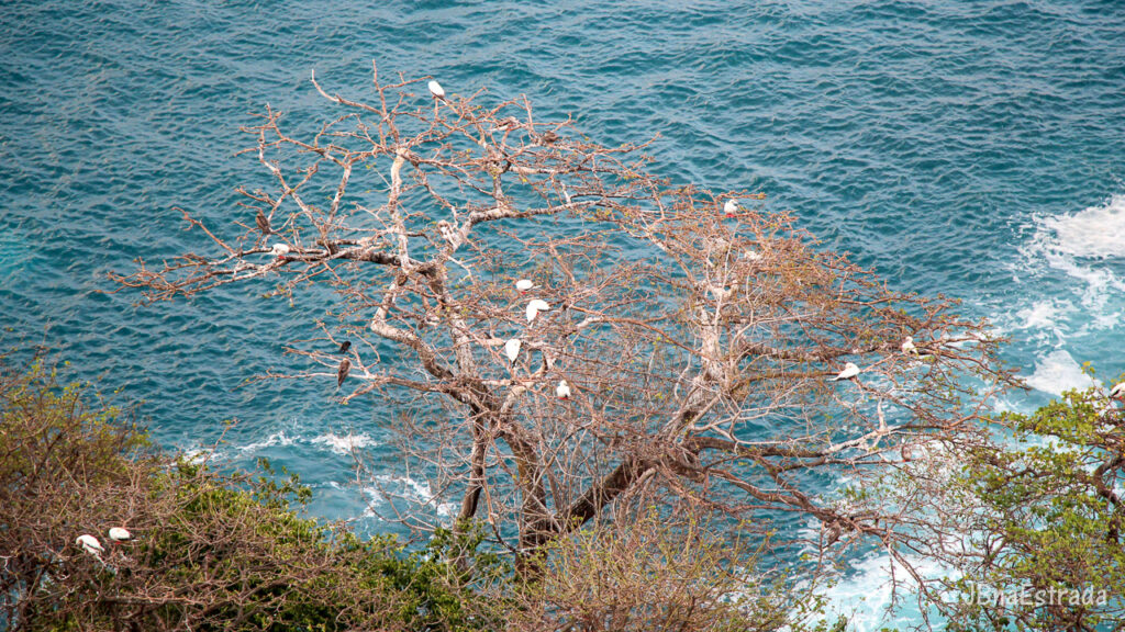 Brasil - Pernambuco - Fernando de Noronha - Baia dos Golfinhos