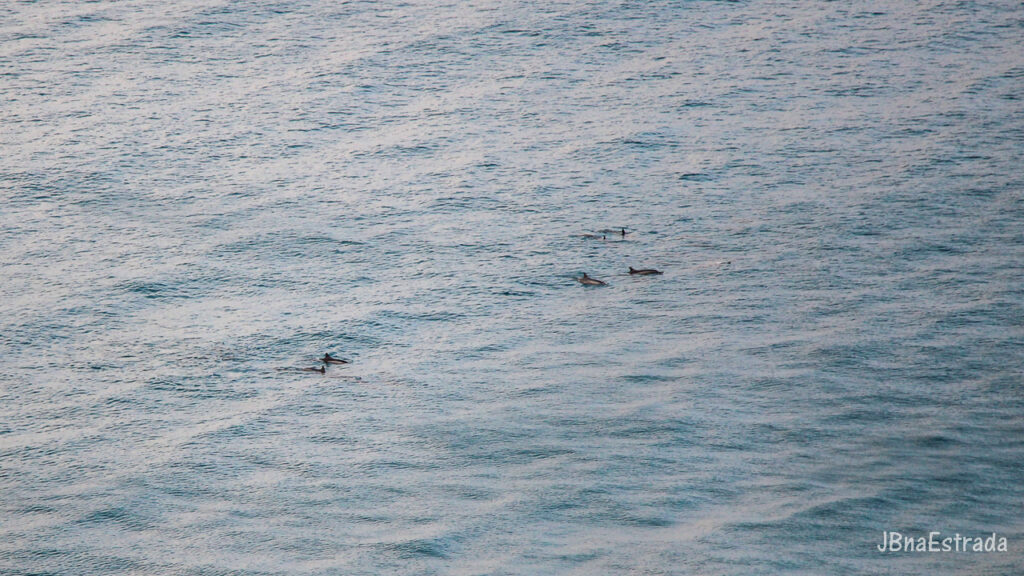Brasil - Pernambuco - Fernando de Noronha - Baia dos Golfinhos
