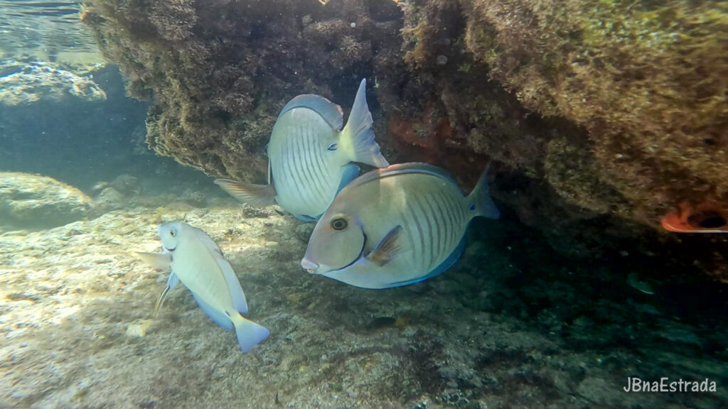 Brasil - Pernambuco - Fernando de Noronha - Praia da Atalaia - Piscinas Naturais