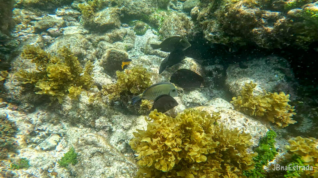 Brasil - Pernambuco - Fernando de Noronha - Trilha Pontinha Caieiras - Piscinas Naturais da Pontinha