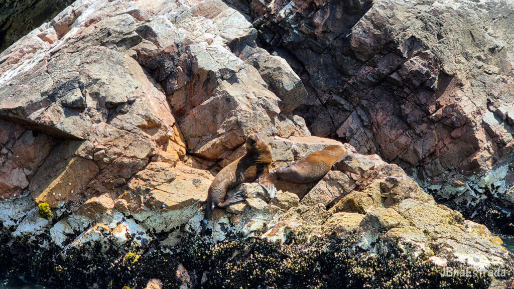 Peru - Paracas - Islas Ballestas
